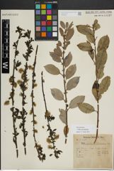 Foto von Salix myrsinifolia Salisb.